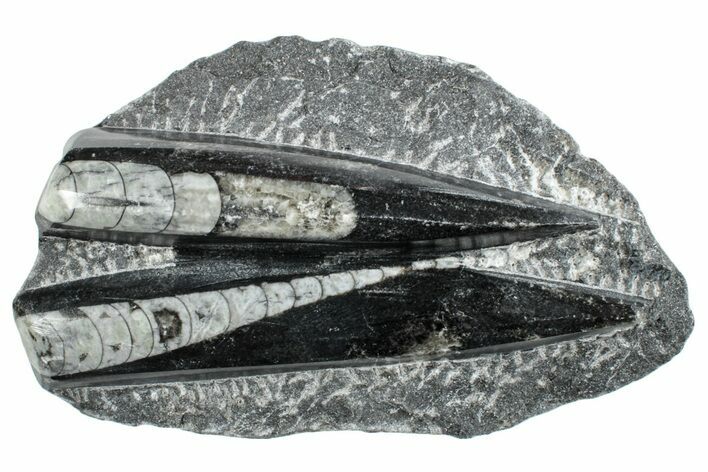 Polished Fossil Orthoceras Plate - Morocco #261310